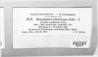 Melampsora medusae image